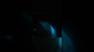 Glowing Dolphins!!! (Bioluminescence)