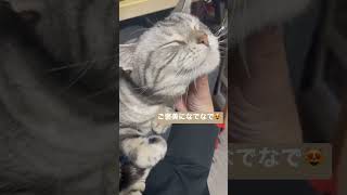 一狩りした後のアイルー猫にほっこり