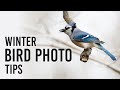 Bird Photography in the Winter: Emilie Talpin's 5 Tips