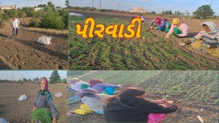 જોવો સવાર ના કેની વાડીમાં આવી છું//આજે હું આવી ગઈ છું પીર વાડી માં //અહીં બધા જાતના શાકભાજી ઉગે છે