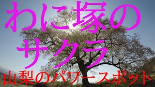 わに塚の桜（山梨県韮崎市）