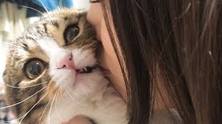 ママに猫吸いされて魂が抜けた猫【スコティッシュフォールド】【Scottish Fold】