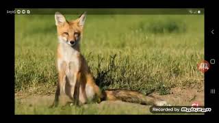 fox sound effect