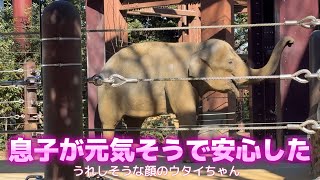 ママに会えたら すぐに丸太くんに遊びに行くアルンくん【‎2025年‎2月20日】【上野動物園】アジアゾウ