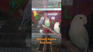 Lovebird non klep dengan beragam warna cantiknya.