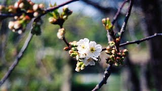 Đào Rừng, Wild Cherry Blossom, cách thúc cho hoa nở đúng Tết.