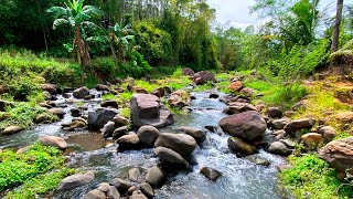 You Will Go to Sleep Within Minutes with Tranquil Forest River And Melodic Stream Over Terrace Rocks