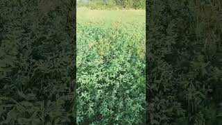 Real Farmer subah se he kheton m lag jata h#farming #nature #agriculture#trendingshorts #viralshort