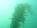 bull kelp