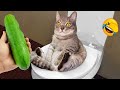 Cute animal Videos That You Just Can't Miss😻🐈Part 4