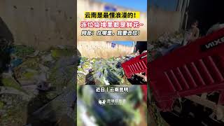 近日，云南昆明。云南是最懂浪漫的！连垃圾堆里都是鲜花~网友：在哪里，我要去捡！#云南 #鲜花 #斗南 #有一种叫云南的生活