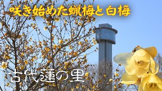 古代蓮の里の蝋梅と白梅 ~2024年1月14日撮影~ : 埼玉県行田市小針 : 4K