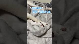 #雨降り#紀州犬#金太郎#どん兵衛