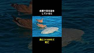 地球最弱の生物マンボウの秘密🤫暴露します🔥