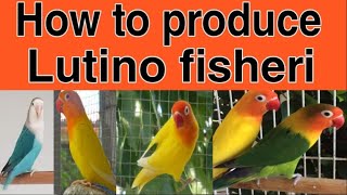 How to produce lutino fisheri red eyes | How to produce Lutino fisheri red eyes split blue.