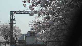 小田急座間駅　桜満開