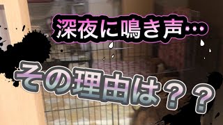 【チンチラ】深夜に聞こえた鳴き声の理由とは…？