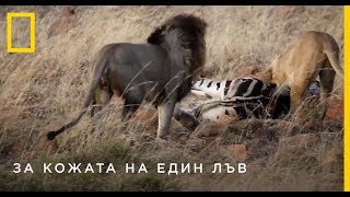 За кожата на един лъв | NG Wild Bulgaria