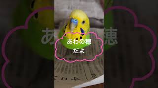 ぴーちゃん体当たり😱😱#インコは #おしゃべりインコ #インコとの暮らし #インコ面白い