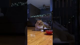 Impatient Cat Asks For Food || ViralHog