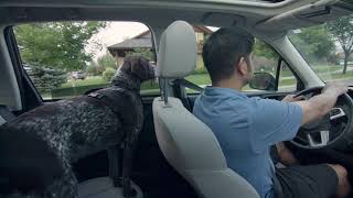 Mighty Paw Dog Seat Belt