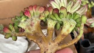 Unboxing Rare Korean varigated  Succulents , and Rare variegated Cactus ( English version)