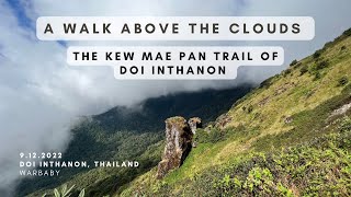 #121 Take a Walk above the Clouds at the Kew Mae Pan trail in Doi Inthanon, Thailand.