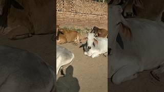 गऊ माता अग्निवीर #cowlovers #agniveer #ytshorts #cows #shorts #gaumata #viralshorts #trendingshorts