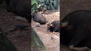 Indian Bison#Gaur.Thiruvanathapuram Zoo.