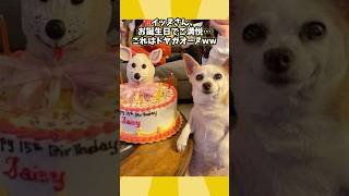 犬さんの動画見て笑ったら寝ろwwwwww