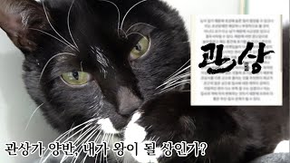 고양이 관상보기 😺 행돌이의 관상은....? 소름돋는 정확성 Σ(っ °Д °;)っ