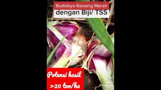 Budidaya Bawang Merah dengan Biji/TSS. Modal kecil, untung besar !! #bawangmerah