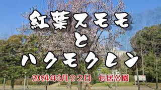 紅葉スモモと白モクレンが満開　長居公園