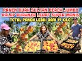 LANJUT PANEN BUAH SULTAN PEACH PUTIH SUPER MANIS KALAP PETIK TOTAL PANEN LEBIH DARI 19 KILO