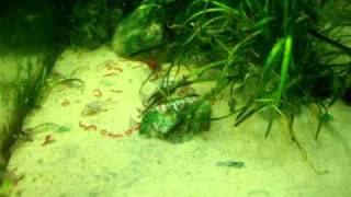 Feeding baby barbatus.MPG