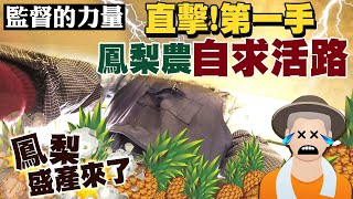 【監督的力量】直擊!鳳梨盛產時 第一手鳳梨農心聲:拚求活路@中天新聞CtiNews