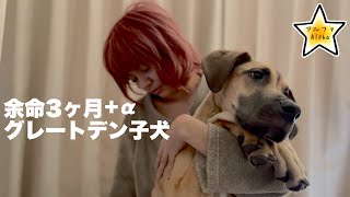 一気に体重激減しちゃいました。グレートデン子犬