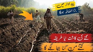 Sugarcane farming In Pakistan | Kamad Ki Kasht New Tarika
