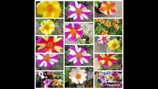 Amazing collection of Portulaca and Pursulane(Portulaca oleracea) - Robinho Silva, Brazil