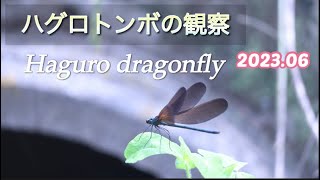 ハグロトンボの観察　2023.06 HAGURO DRAGONFLY