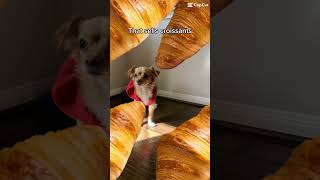 Bought me a croissant 🥐😜 #capcut #dog #dogsofyoutube #trending #croissant #funny #viral