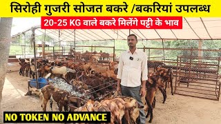 सिरोही गुजरी सोजत बकरे/बकरिया और 20 - 25 KG वाले बकरे भी उपलब्ध | Sirohi gujri Sojat Goat Available