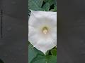 Water drops on flower petals