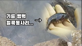 기름이 둥둥 떠다니는 하천에 어떤 물고기가 살고 있을까? #탐어 #족대질 #민물고기