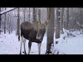 3 months in 15 minutes. moose and a bear at a forest feeding trough.