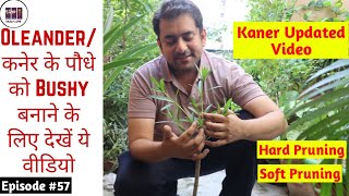 Oleander/Kaner Plant Pruning|कनेर के पौधे की pruning कैसे करें|Soft/Hard Pruning|Kaner Updated Video