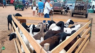 feira das ovelhas, porcos Posto Alto Serra Pe.12/01/25