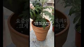 누구든 키울 수 있는 식물, Grevillea