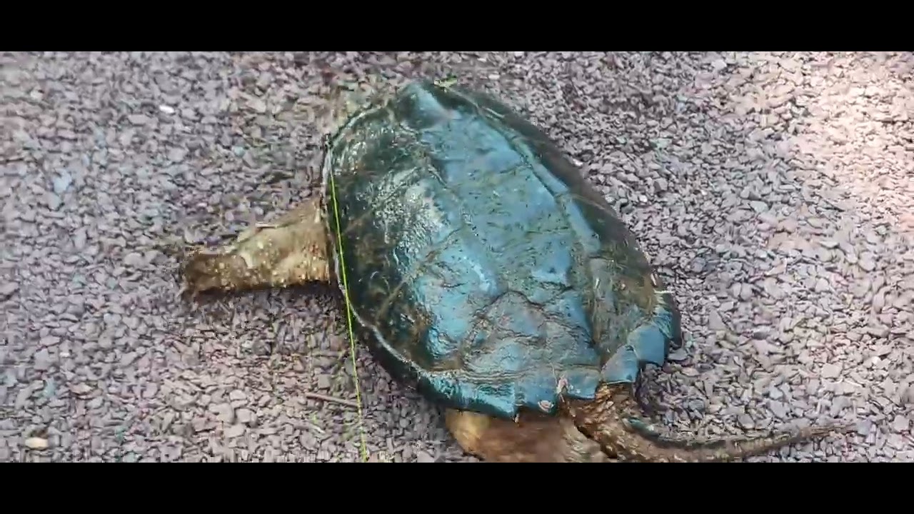 Snapping Turtle Youtube