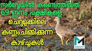 ചെറുമുക്ക്  വെഞ്ചാലി തണ്ണീർ തടങ്ങളിൽ കണ്ടെത്തിയത് വ്യത്യസ്ത ഇനം പക്ഷി | Cherumukk | Birds |